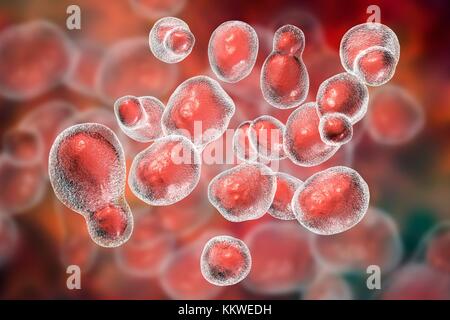 Cryptococcus gattii fungus, computer illustration. This single-celled ...