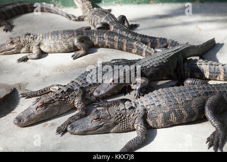 Young alligators in captivity at Jungle Adventures Wildlife Park, Christmas, Florida Stock Photo