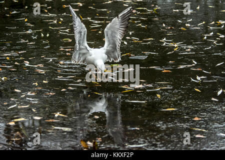 Melton Mowbray, UK. 2nd Dec, 2017. Cold and cloudy afternoon, frozen covered town center pond Black headed gulls, Mew Gull and Mallards with reflection on ice and water as they fish for food as Britian enters a cold spell expeted to be colder then Eastern Europe. Credit: Clifford Norton/Alamy Live News Stock Photo