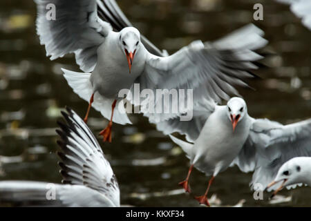 Melton Mowbray, UK. 2nd Dec, 2017. Cold and cloudy afternoon, frozen covered town center pond Black headed gulls, Mew Gull and Mallards with reflection on ice and water as they fish for food as Britian enters a cold spell expeted to be colder then Eastern Europe. Credit: Clifford Norton/Alamy Live News Stock Photo