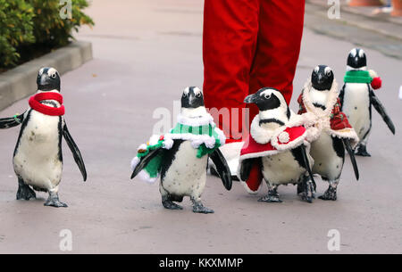 penguins dressed up for christmas Christmas penguins on parade