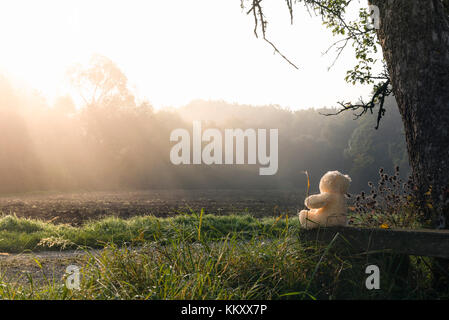 Nature beauty theme image with a teddy bear toy sitting, alone, on an old wooden bench, under a tall tree, under the sun rays piercing the mist. Stock Photo