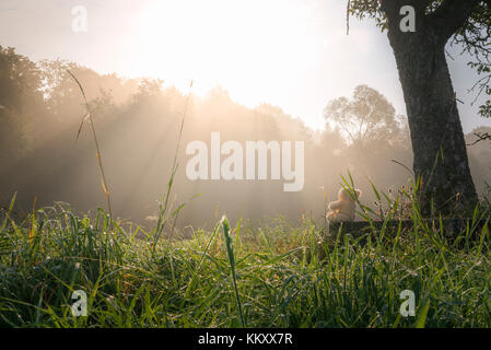 Lovely morning scenery with a plush toy on a wooden bench, under a tree, surrounded by green tall grass and a forest in the background, bathed in sun  Stock Photo
