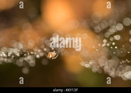 Tiny garden spider (Araneus diadematus) on web with raindrops in Surrey heathland Stock Photo