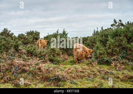 A rural scene of two Scottish Highland Cattle grazing amongst dense gorse bushes on the Downs, the calf looking into the camera, mother close by. Stock Photo