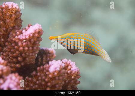 Orange and turquoise coral fish - Seychelles - Africa Stock Photo