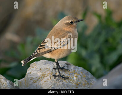 Wheatear, Oenanthe oenanthe, female, stood on rocks on coast in Lancashire, UK Stock Photo