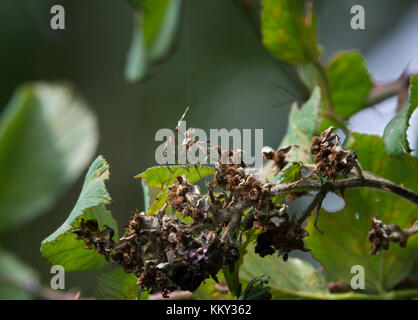 European garden spider, Araneus diadematus, dropping on to bramble in garden in Dorset, UK Stock Photo