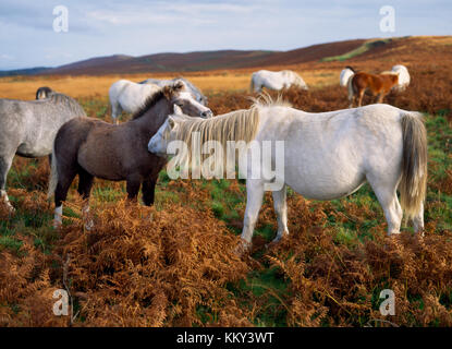 Welsh mountain ponies grazing on Cefn Bryn Common, Gower, Swansea. A strip of moorland running for 4 miles along a ridge between Penmaen & Stembridge. Stock Photo