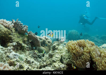 Mauritius - Africa - Underwater landscape Stock Photo