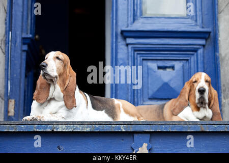 Bassets standing sentinal over the front door - Montreal - Canada Stock Photo