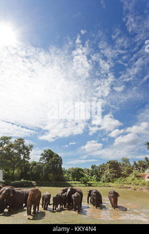 Elephants at Maha Oya - Sri Lanka, Asia Stock Photo