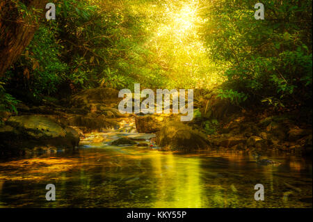 Sun rays burst through forest foliage along Verkeerder Kill in Minnewaska reserve, Upstate New York Stock Photo