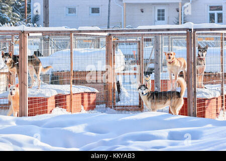 Husky dogs in enclosure in Rovaniemi, Lapland, Finland Stock Photo