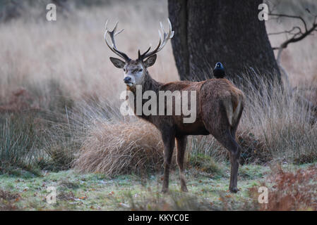 Red deer stag with jackdaw sitting on him on a frosty early morning in Richmond Park, London Stock Photo