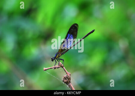 Blue Wings Damselfy/Dragon Fly/Zygoptera sitting in the edge of bamboo stem Stock Photo