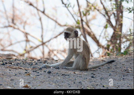 Vervet monkey (Cercopithecus aethiops), Chobe National Park, Botswana. Stock Photo