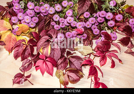 Bouquet of wild grapes branches with bright leaves and small purple asters lying on top