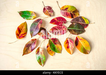 Multi colored autumn leaves of a pear tree  on the background of light  plywood Stock Photo