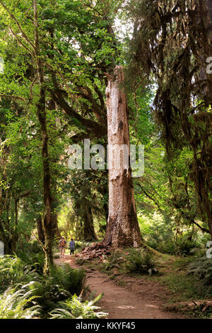 Hoh River Trail in the Hoh Rainforest, one of the largest temperate rainforest in USA, Olympic National Park, USA Stock Photo