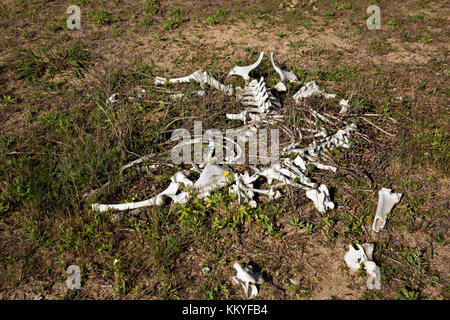 The Wild Horses of Shackleford Banks Stock Photo - Alamy