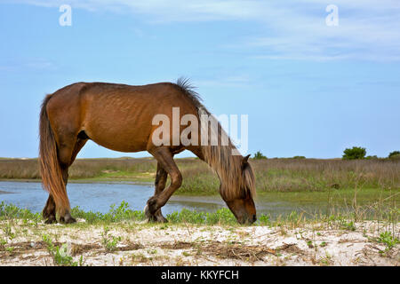 NC00990-00...NORTH CAROLINA - Wild horse grazing along the edge of the beach on Shackleford Banks, a Barrier Island in Cape Lookout National Seashore. Stock Photo