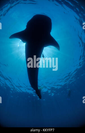 Snorkeler swimming with a Whale shark, Rhincodon typus.  Yucatán Peninsula, Mexico, Carribbean Sea Stock Photo