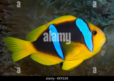 Amphiprion clarkii, known commonly as Clark's anemonefish and yellowtail clownfish, is a marine fish belonging to the family Pomacentridae, the clownf Stock Photo