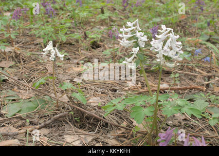 White flowers Corydalis dense on the meadow among the pink fumewort Stock Photo