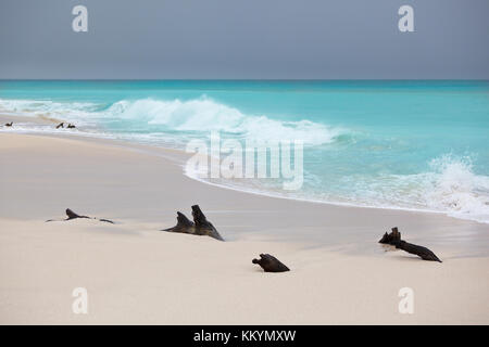 Stormy weather at Ffryes Beach in Antigua with driftwood in the sand. Stock Photo