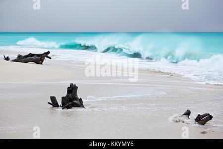 Stormy weather at Ffryes Beach in Antigua with driftwood in the sand. Focus on the driftwood. Stock Photo