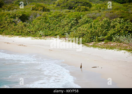 The pristine and hard to reach beach in the Rendezvous Bay in Antigua. Stock Photo