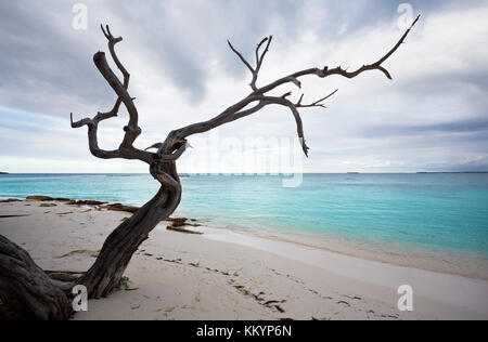 A dead tree on Jabberwock Beach in Antigua. Stock Photo
