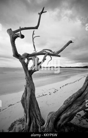 A dead tree on Jabberwock Beach in Antigua. Stock Photo