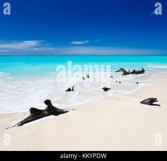 Perfect caribbean beach with some driftwood and deep blue sky in Antigua. Stock Photo