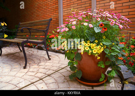 Pink daisies and yellow petunias in a container on a courtyard patio Stock Photo