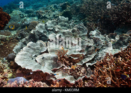 Large polyp stone coral (Echinopora pacificus),Nusa Lembongan,Bali,Indonesia Stock Photo