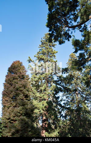 A towering redwood dwarfs smaller conifers... Stock Photo