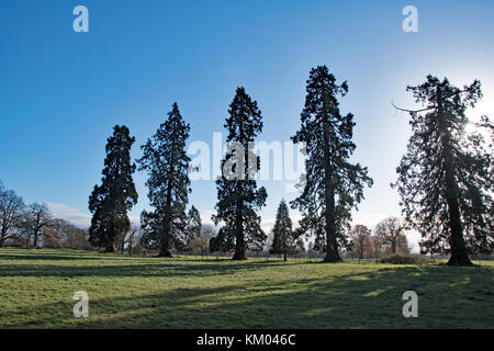 Giant redwoods at Langley Park Country Park, Buckinghamshire, England Stock Photo
