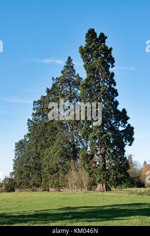 Giant redwoods at Langley Park Country Park, Buckinghamshire, England Stock Photo