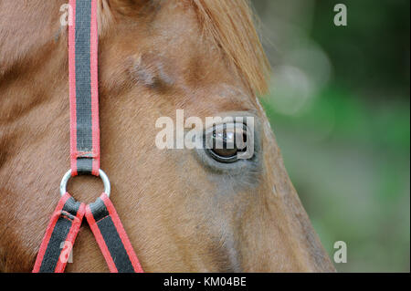 Portrait of nice arabian horse Stock Photo