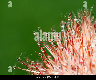 Tiny droplets of water speared on tips of red cactus spines Stock Photo