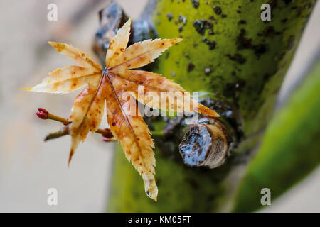 Wet maple leaf against green trunk and white background with one drip on tip of leaf Stock Photo