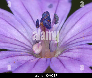 Macro of pistils and other parts in a purple flower Stock Photo
