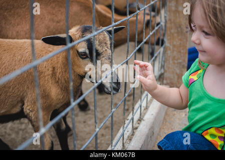 A little girl feeds goats at a petting zoo Stock Photo