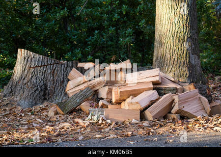 Split oak wood from a recently cut tree. Stock Photo