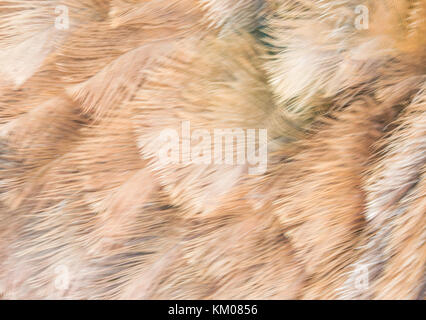 background texture pastel ostrich feathers in blurred motion Stock Photo