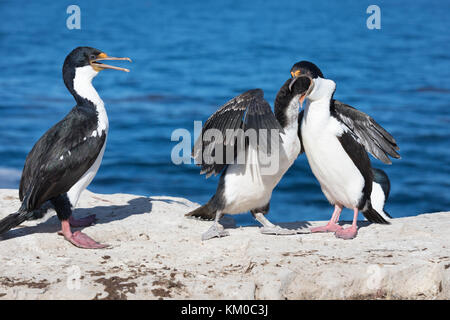King cormorants on Sea Lion Island, Falkland Islands Stock Photo