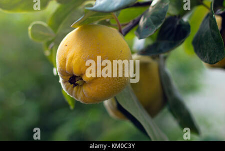 close up image of a ripe quince fruit on the tree Stock Photo