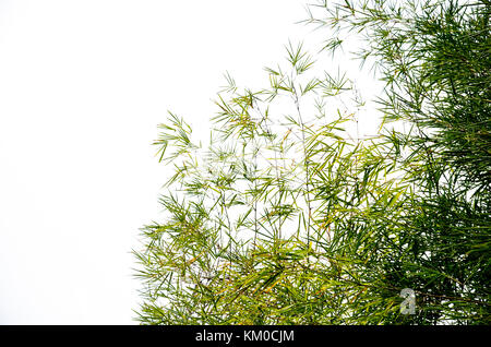 Bamboo leaves isolated on white background. Stock Photo